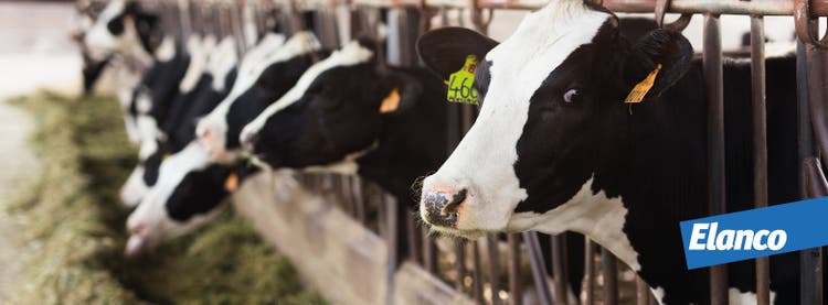 Vacas no estábulo