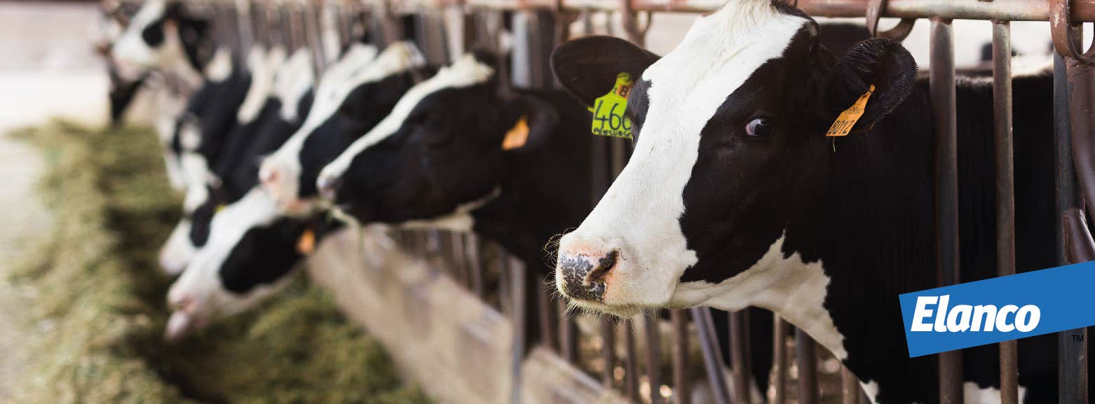 Vacas no estábulo