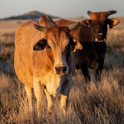 Two cows in a field