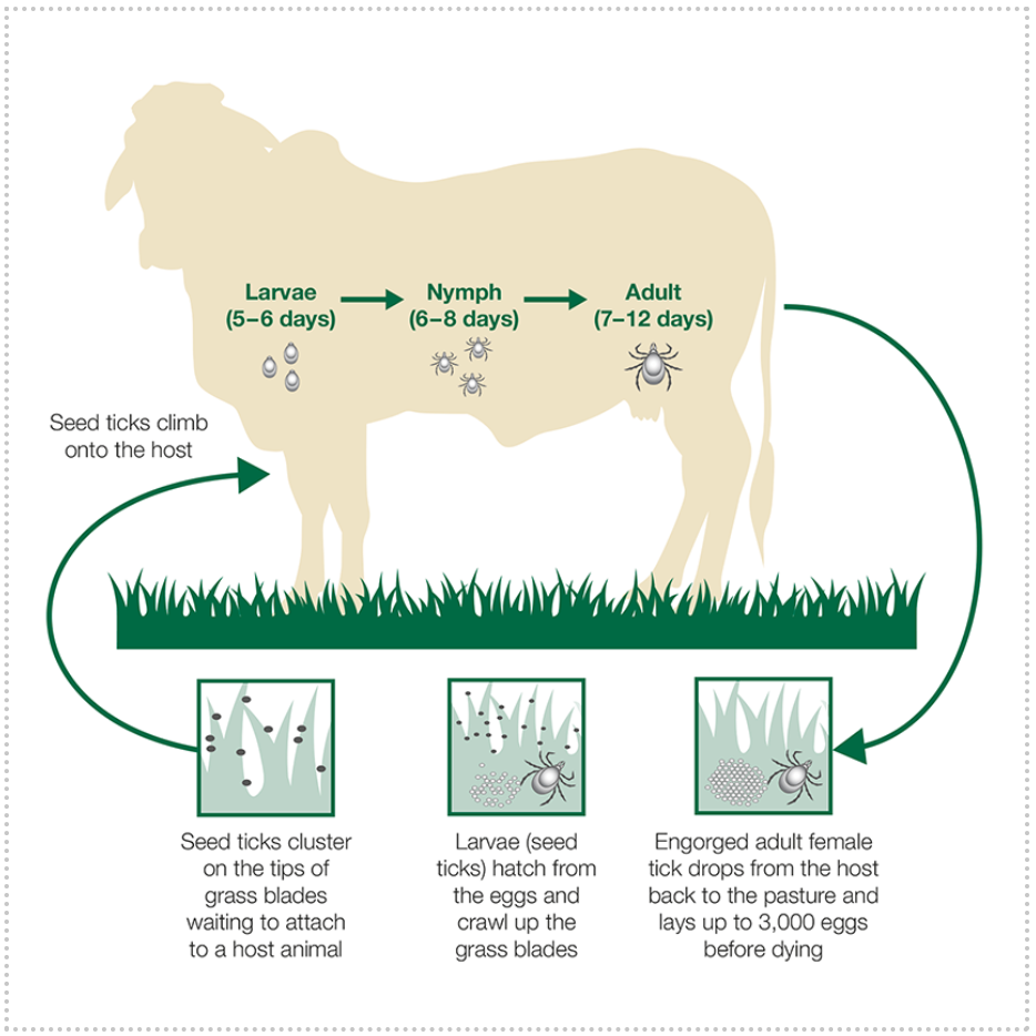 tick lifecycle on a cow