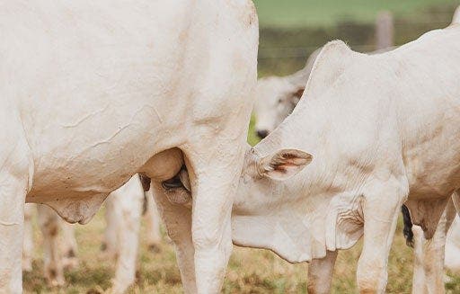 Bezerro nelore mamando em sua mãe