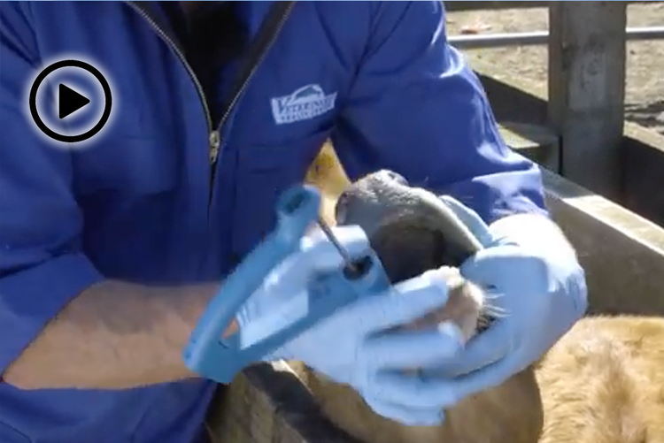 Face Guard calves administration