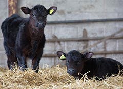 Calves at risk of coccidiosis