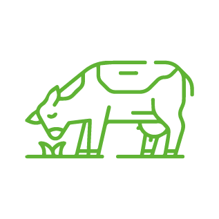 vaca Reprodução