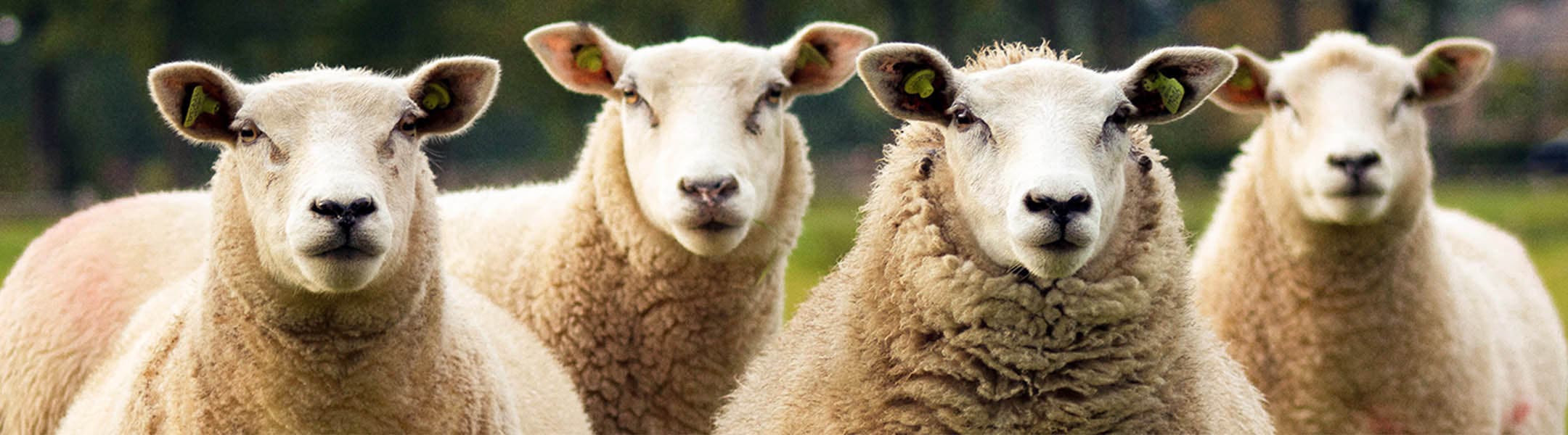 Use the Elanco Sheep Wormer Checker to select the right wormer for the right time