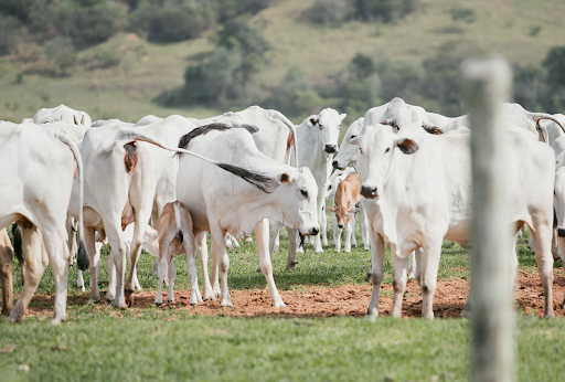 vacas no campo