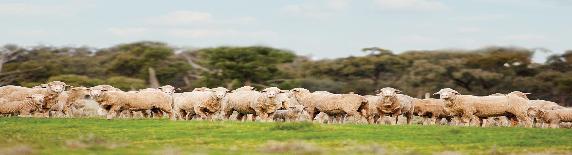 Controlling Lice on Sheep