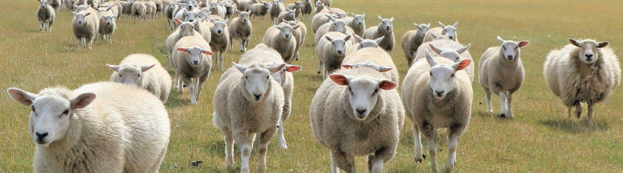 Sheep on farm
