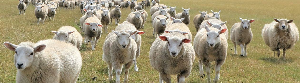 Sheep on farm