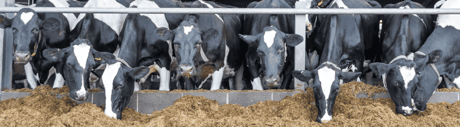 Vacas holandesas comendo no cocho