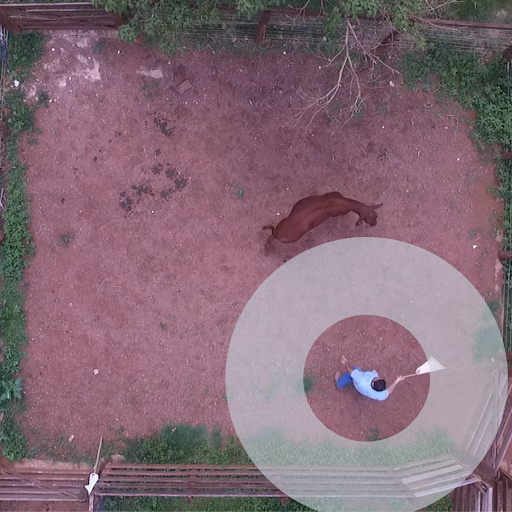 Imagem aérea demonstrando o que é distância de fuga de um bovino