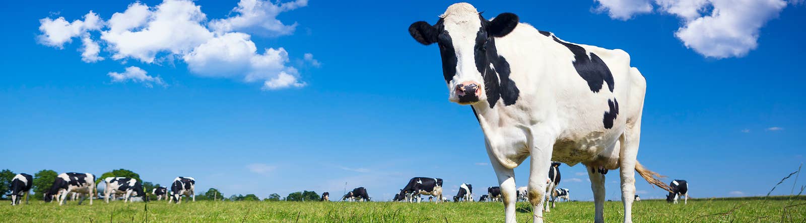 Imagen_articulo_manejo_vacas_lecheras 