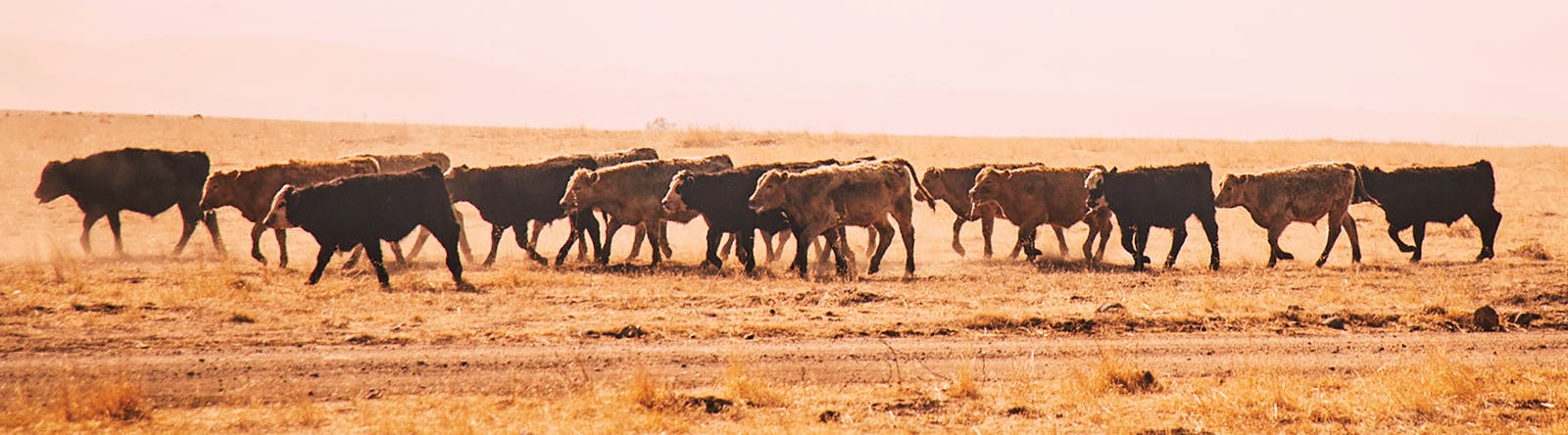 Herd of beef cattle