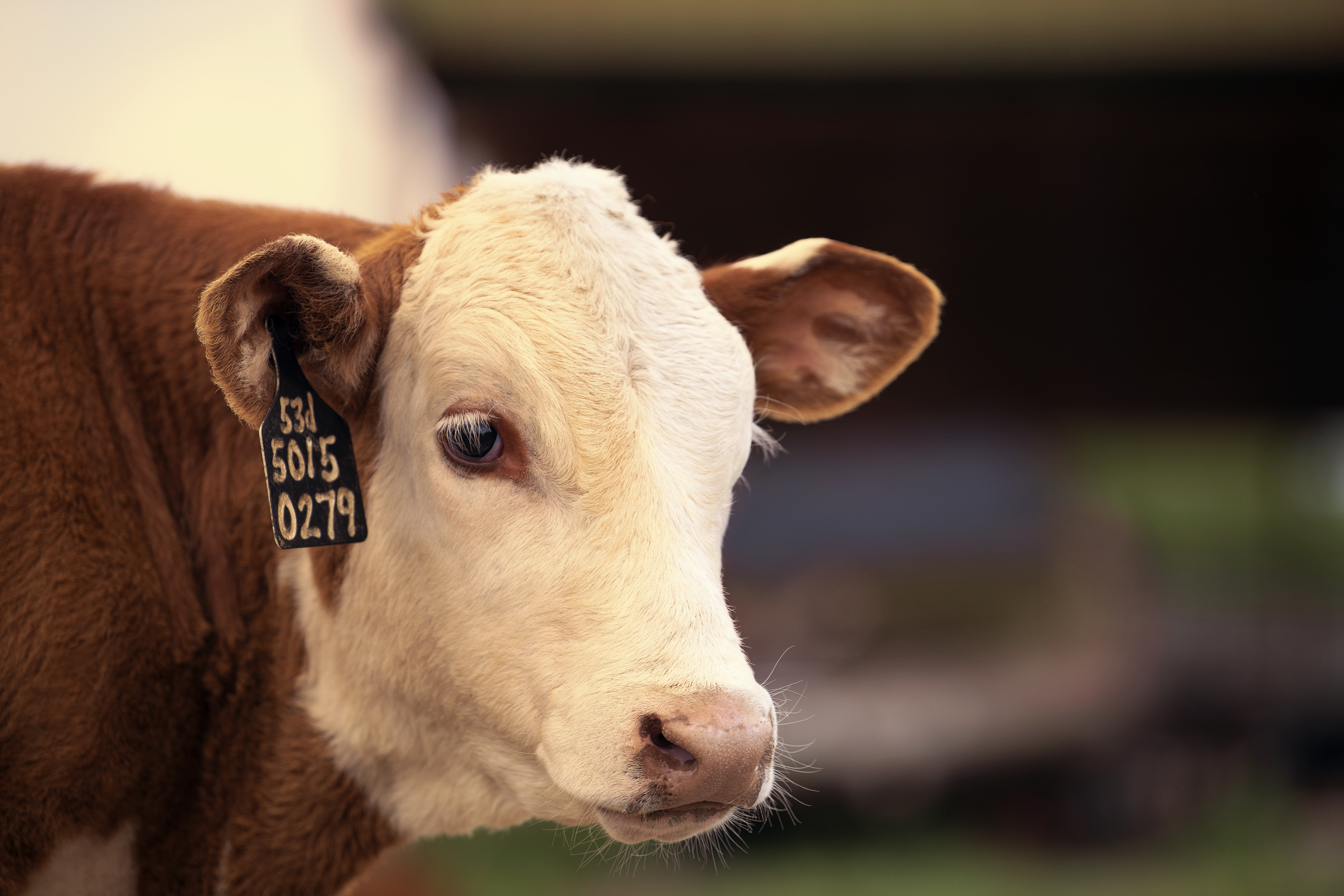 Young beef calf