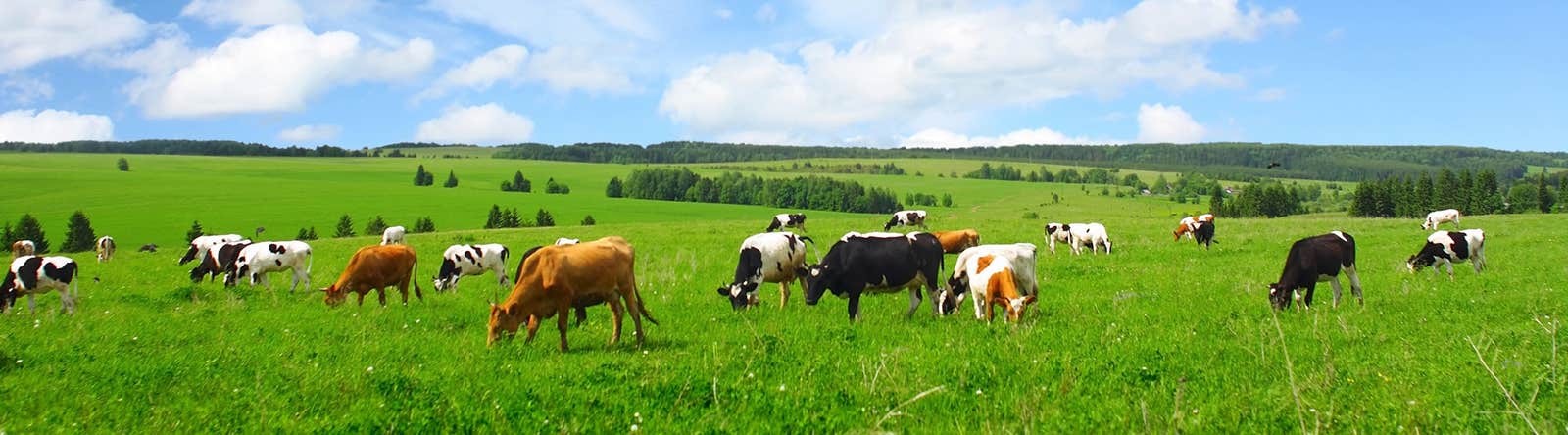 header-dairy-homepage