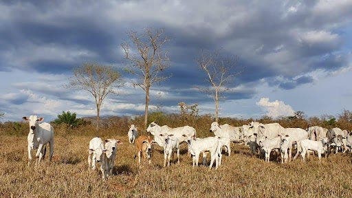 vacas em pastagem seca
