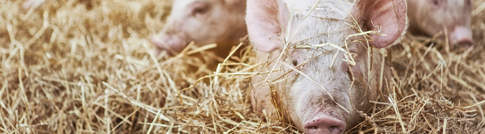 Dierenarts die de integriteit van de darmen van een groep varkens op een varkensbedrijf promoot 