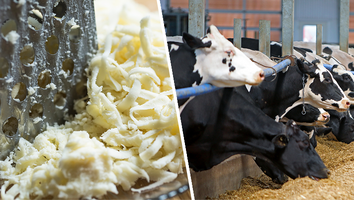 A split image showing grated cheese and a grater on the left, and black and white Holstein cows eating in a barn on the right, illustrating the journey from farm to dairy product.