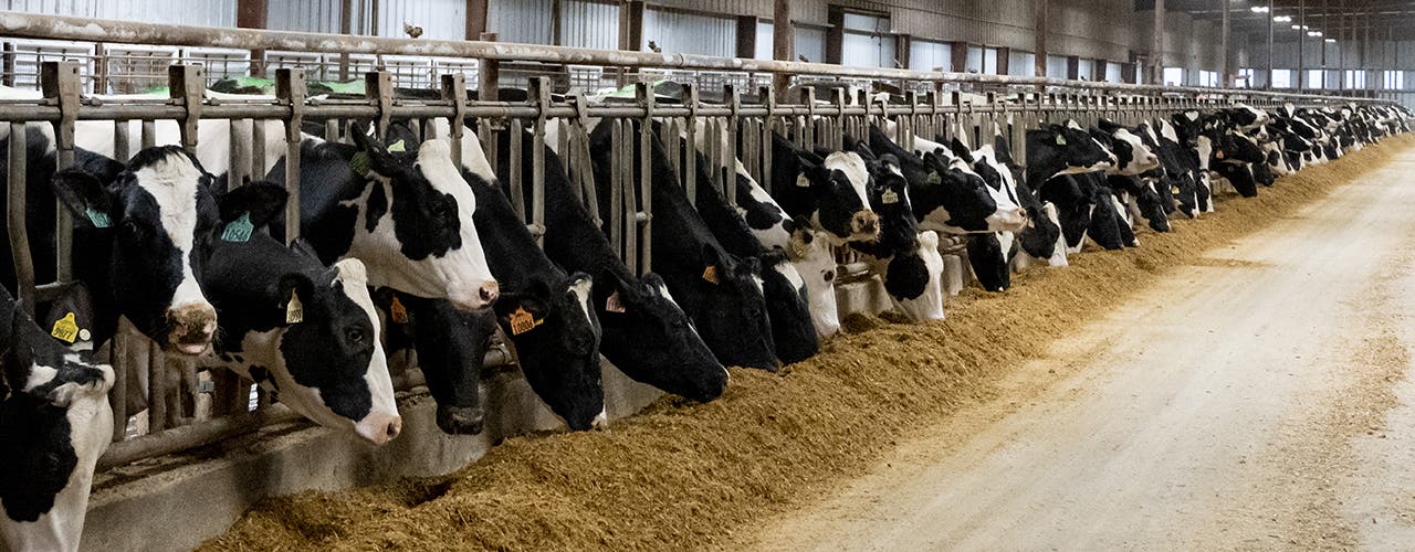 Bovaer Dairy Cows