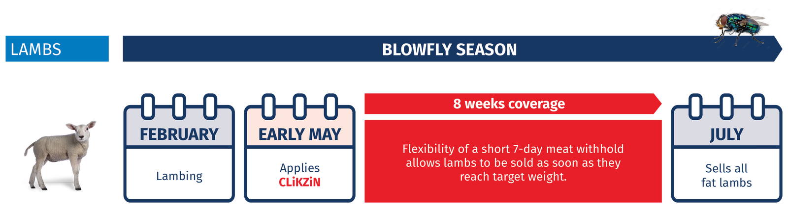 CLiKZiN blowfly control in lambs