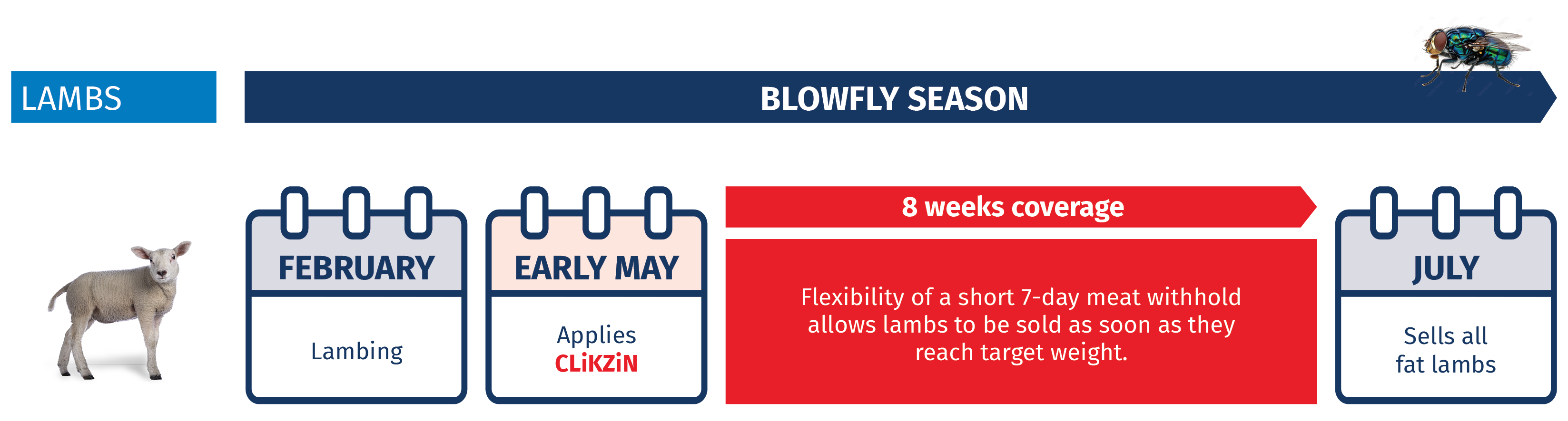 CLiKZiN blowfly control in lambs
