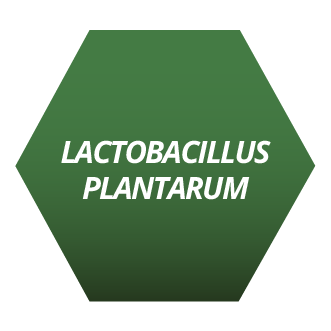 Lactobacilus Plantarum