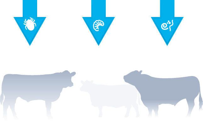 Ezatect Elanco para controle de parasitas em bovinos