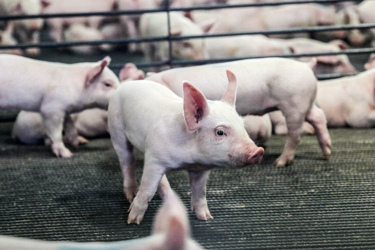 Young piglet standing in nursery pen