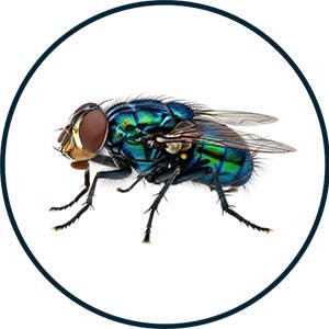 Blowfly that causes blowfly strike in sheep