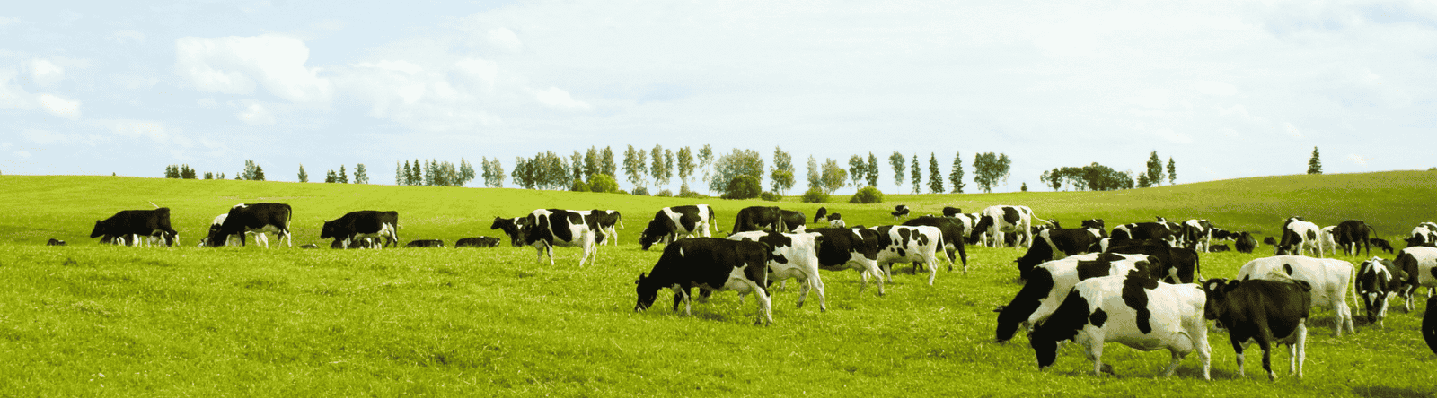 Dairy cows grazing in paddock