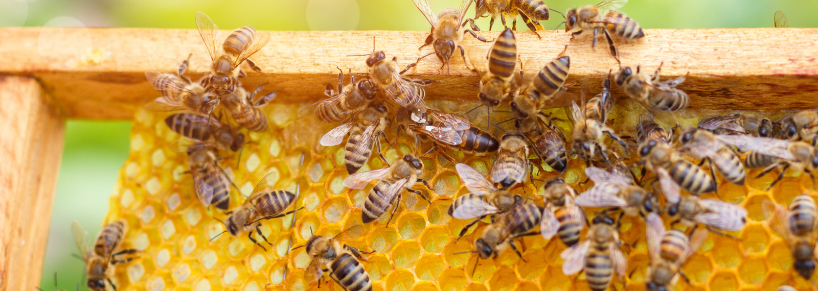 Honey bees