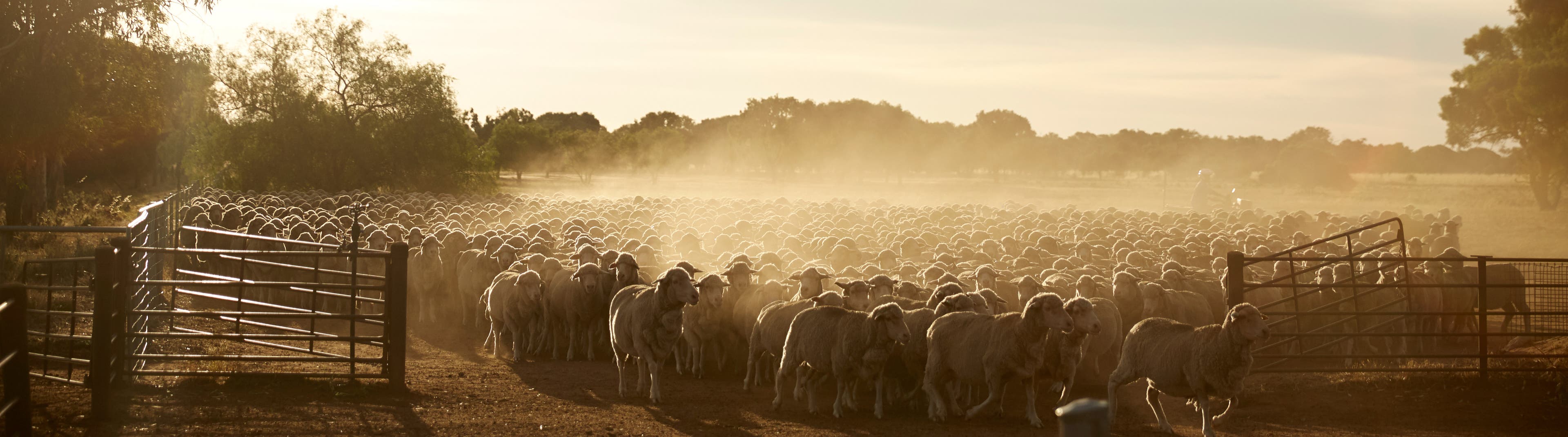 Australian Farm