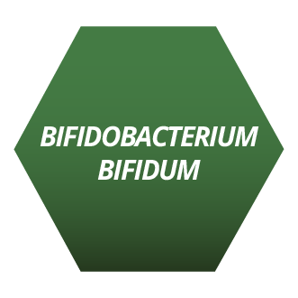 Bifidobacterium Bifidum