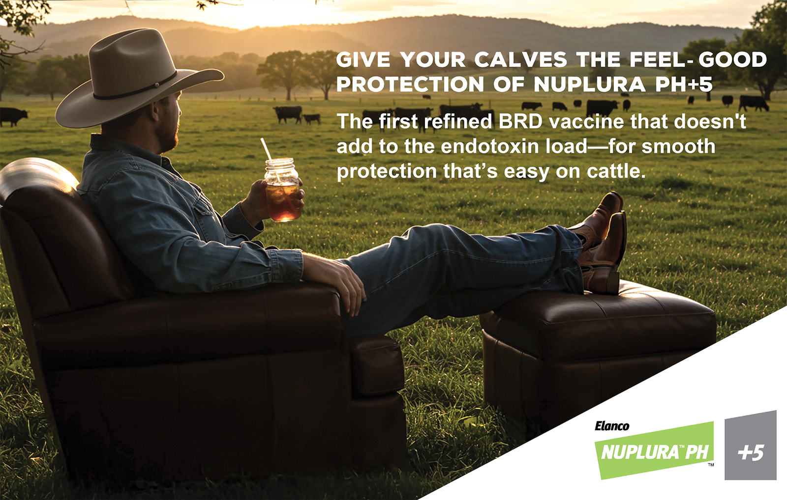 Man in field watching cattle