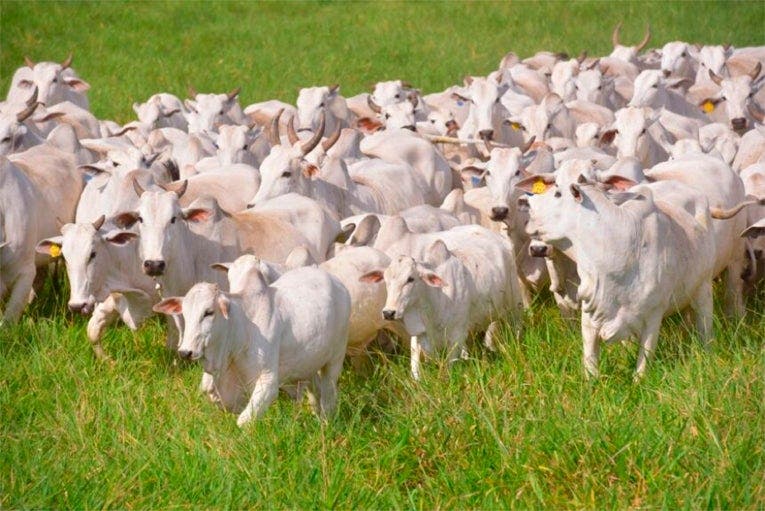 Rebanho de vacas e bezerros nelore caminhando no pasto