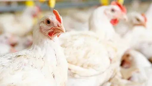 Broiler Chickens Inside Poultry House Protected From Necrotic Enteritis