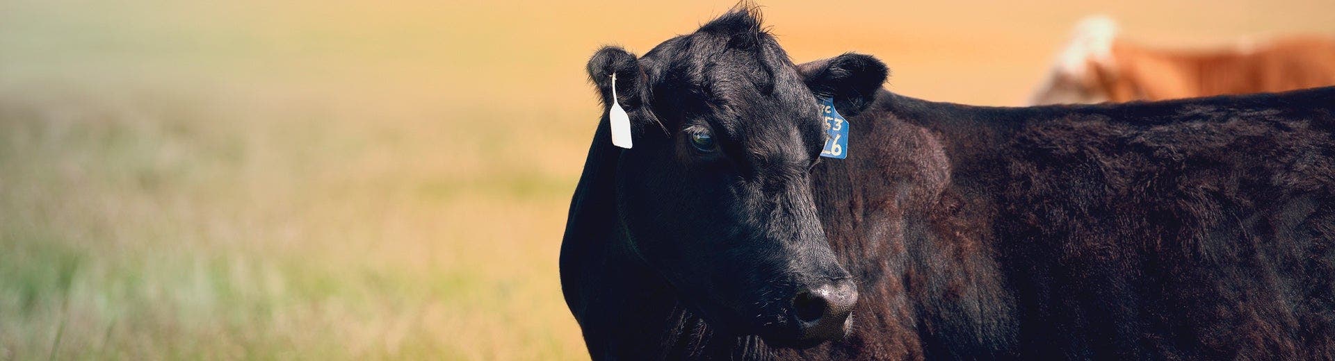 A mature, black beef cow looks across the pasture.