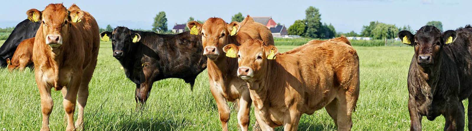Cattle at risk of worms can be treated with Elanco worm control products