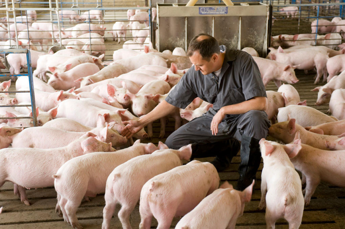 Swine producer pictured with pigs