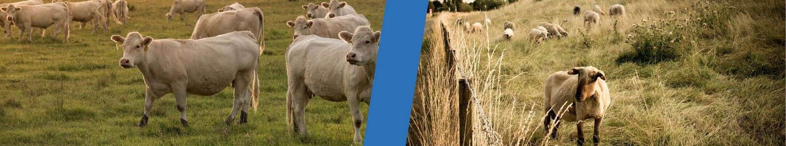 Banner image showing cattle and sheep grazing