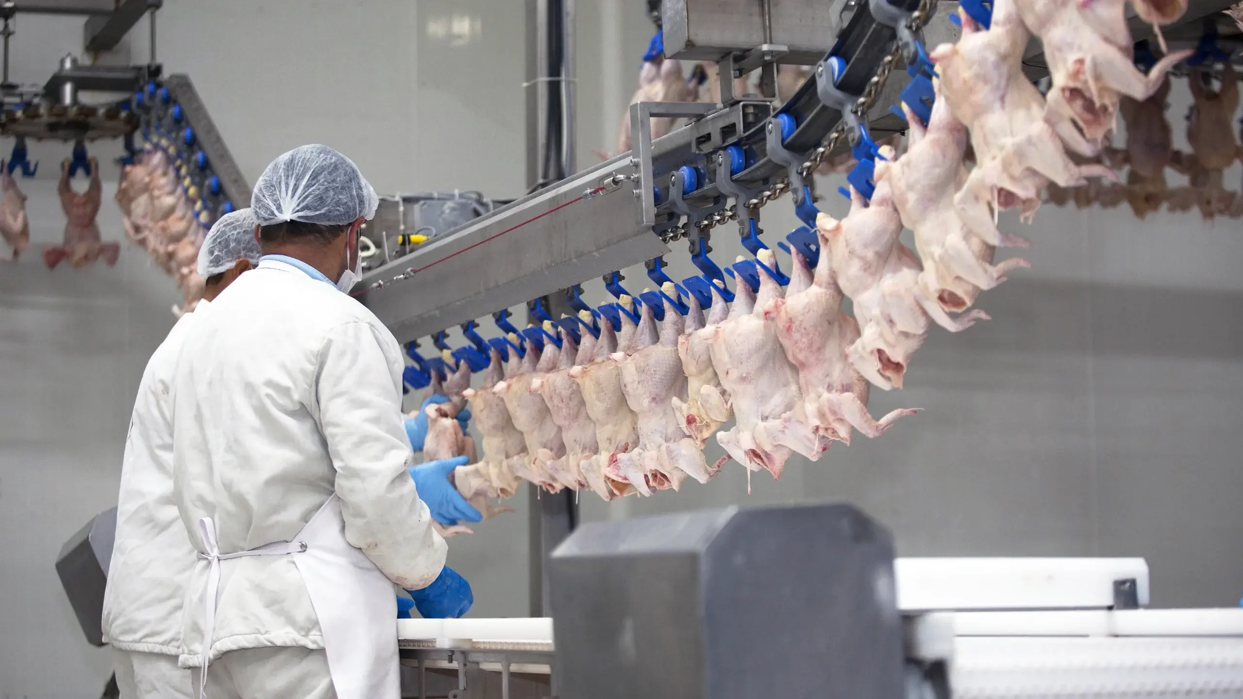 Food safety shoulders Salmonella control in poultry processing