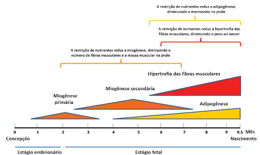 restrição alimentar de vacas
