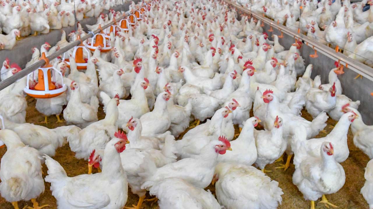360 Degree Food Safety in Poultry