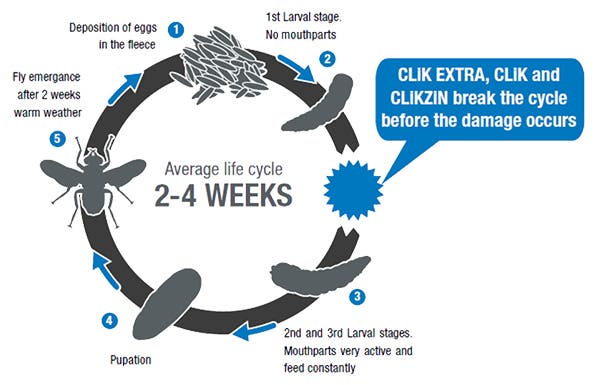 The CLiK products break the blowfly life cycle