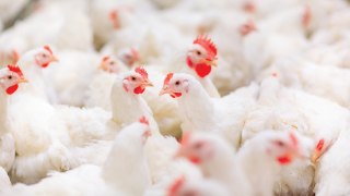 Image of a group of chickens