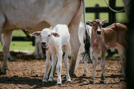 Bezerros nelore próximos à vaca em ambiente de terra