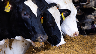 A close-up of several black and white cows eating feed from a trough.
