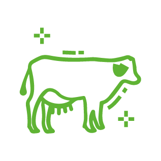 vaca Eficiência produtiva