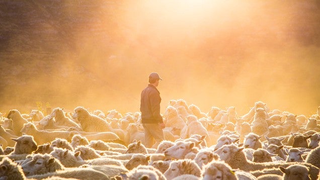 Man in center of herd of sheep