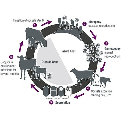 Over the counter on sale coccidia treatment for dogs